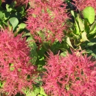 Perückenstrauch Smokey Joe / Cotinus coggygria Smokey Joe